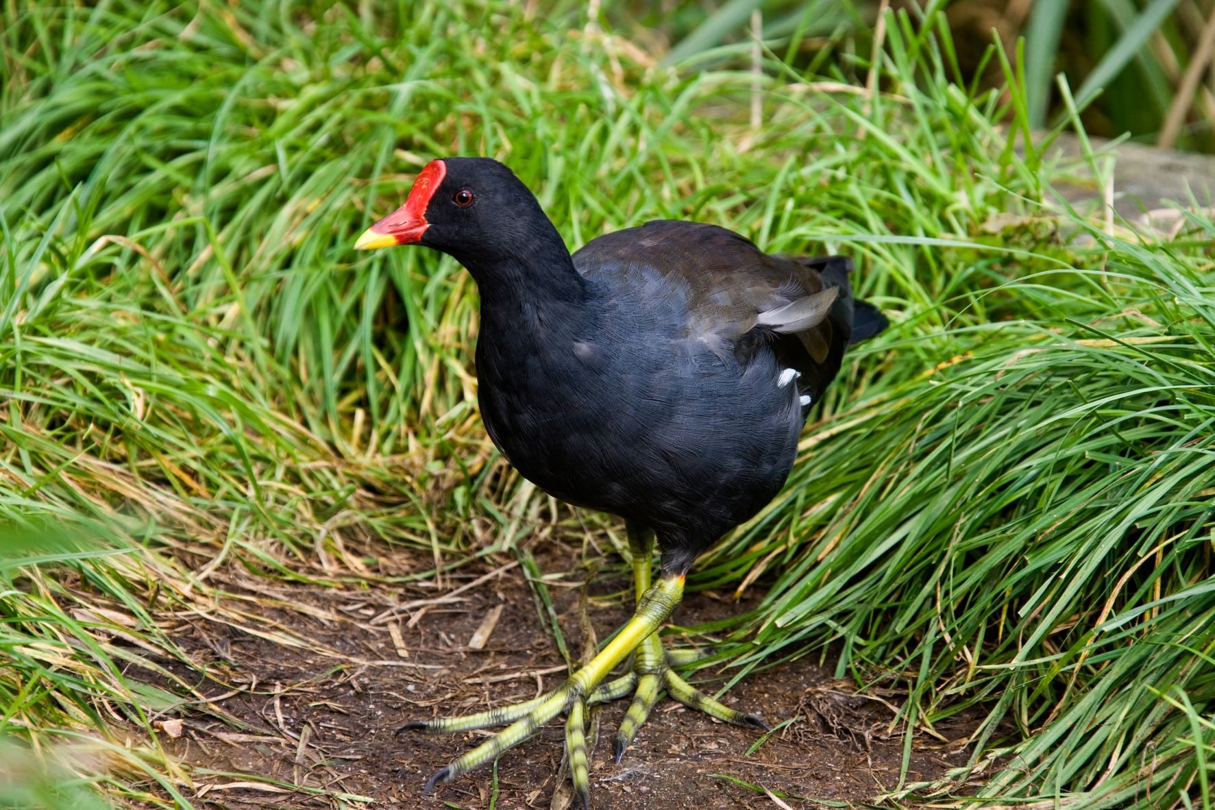 You are currently viewing Kokoszka zwyczajna