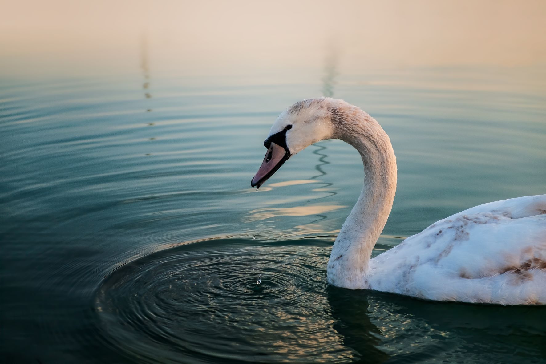 You are currently viewing Łabędź niemy