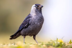 Ptasia Karczma Kawka zwyczajna