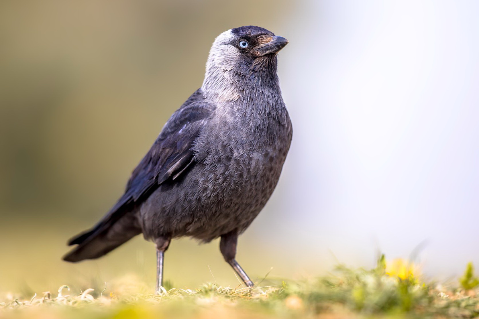 You are currently viewing Kawka zwyczajna